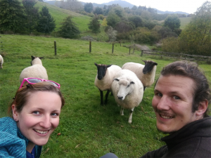 sheep-wwoofing