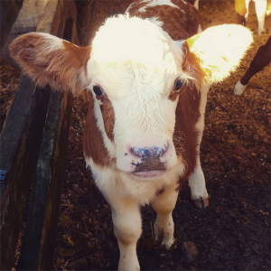 veal-wwoofing