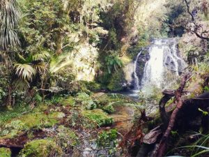 Otanewainuku park - Tauranga