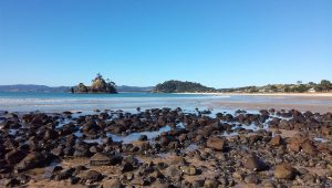 Coromandel