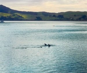 Dolphins- northland