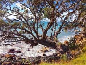 Waipu coastal walk - northland