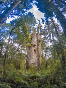 Waipoua forest- northland