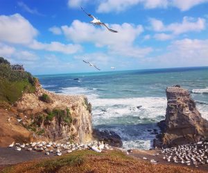 Muriwai - Auckland