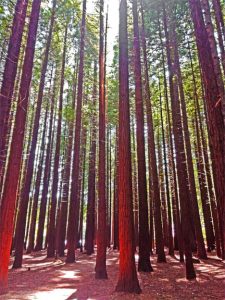 Redwoods forest - Rotorua