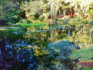 Hamurana springs - Rotorua