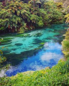 Te waihou blue springs