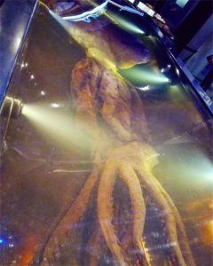te papa museum _wellington