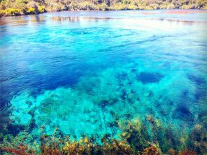 Pupu springs - Tasman
