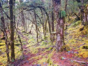 Haast_pass_wanaka