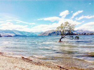 Tree_wanaka_wanaka