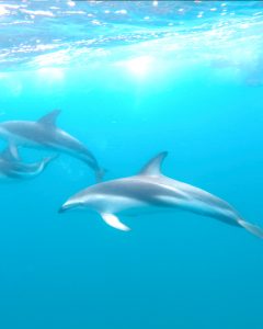 dolphins