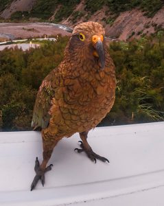 kea
