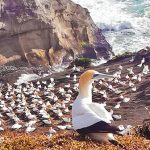 Gannets_animaux