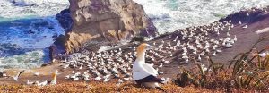 Gannets_animaux