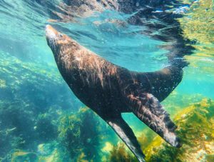 Otaries_animaux