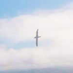 albatros_animaux
