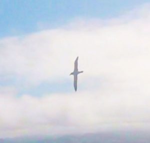 albatros_animaux