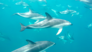 dolphin_kaikoura