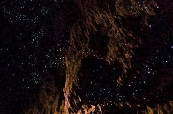 glowworms_animaux