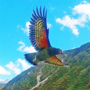 kea_animaux