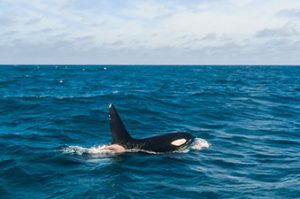 orcas_animaux