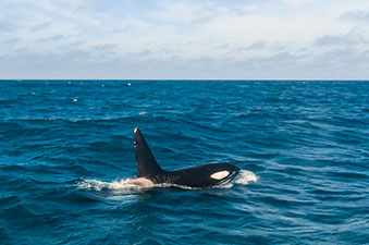 orcas_animaux