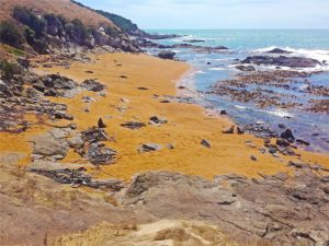Katiki_point_dunedin