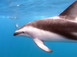 Dolphin_Kaikoura