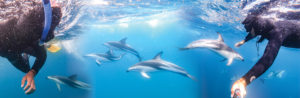 Dolphins_Kaikoura