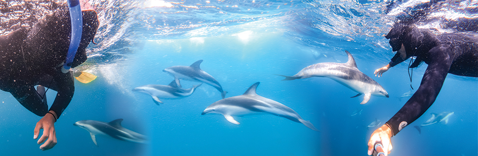 Dolphins_Kaikoura