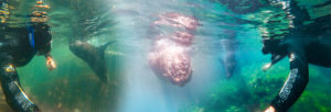 Seal_swim_Kaikoura