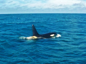 orcas_Kaikoura