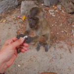 hpa_an_singe