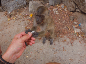 hpa_an_singe